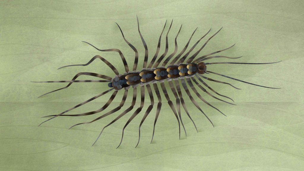 House Centipede - Minibeast Card
