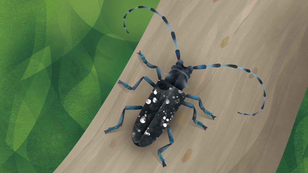 Asian Longhorn Beetle - Minibeast Card