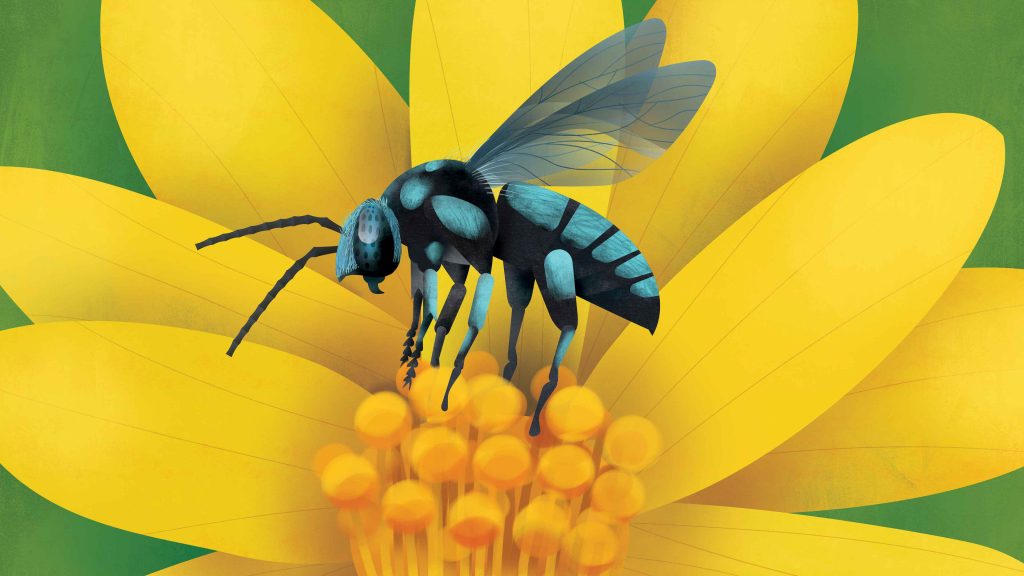 Neon Cuckoo Bee - Minibeast Card