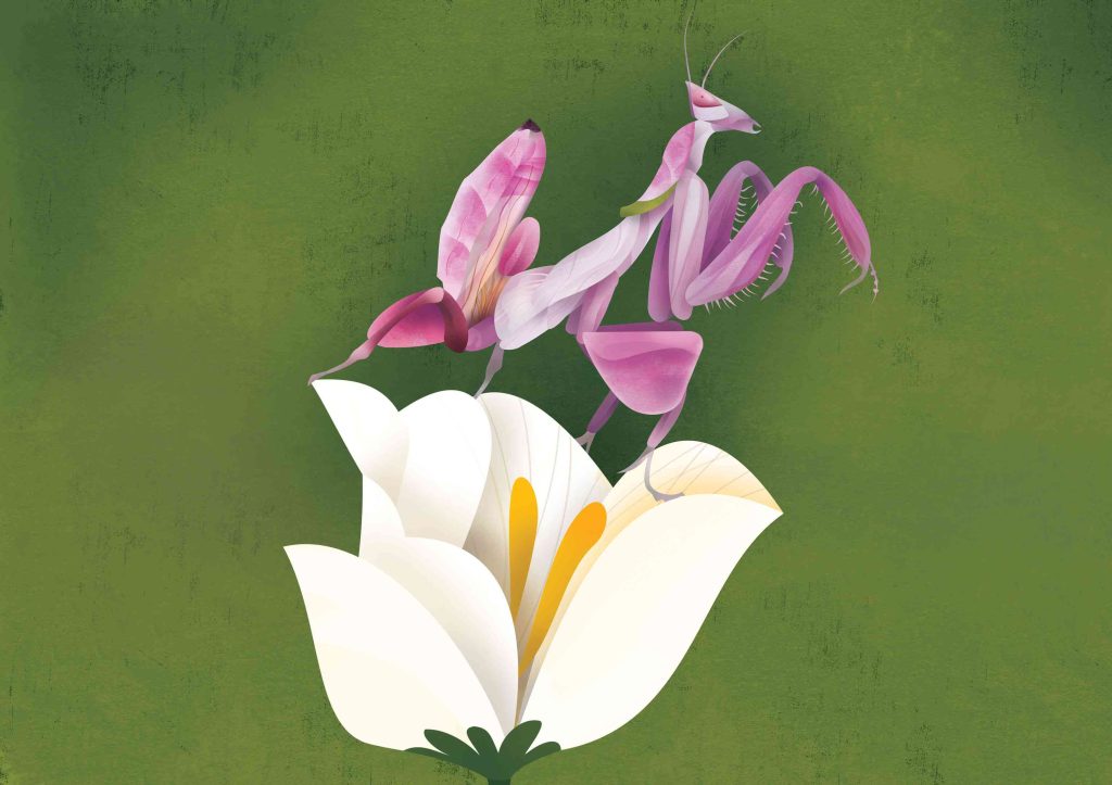 Orchid Mantis - Minibeast Card