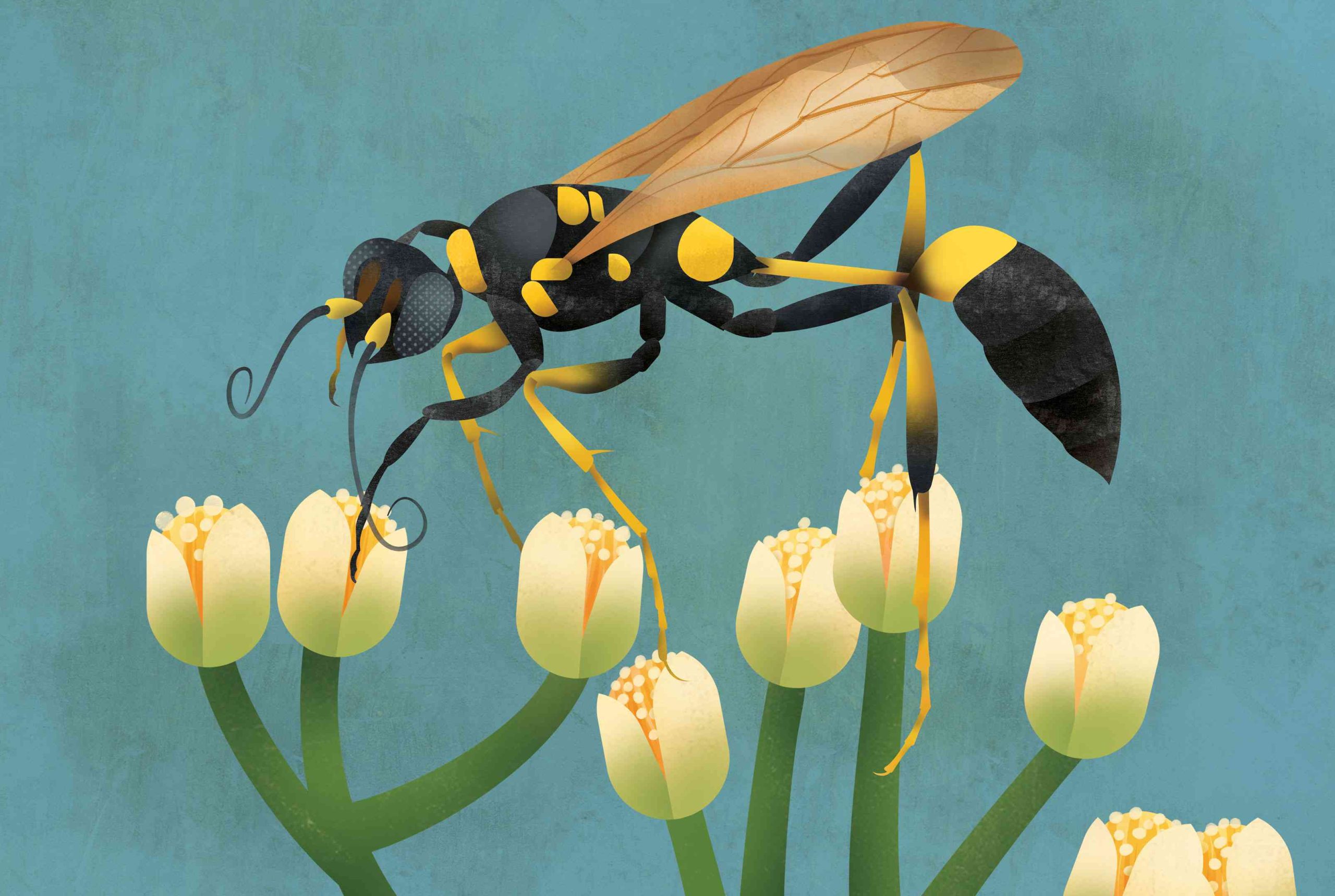 Mud Dauber - Minibeast Card Client: Smith Street