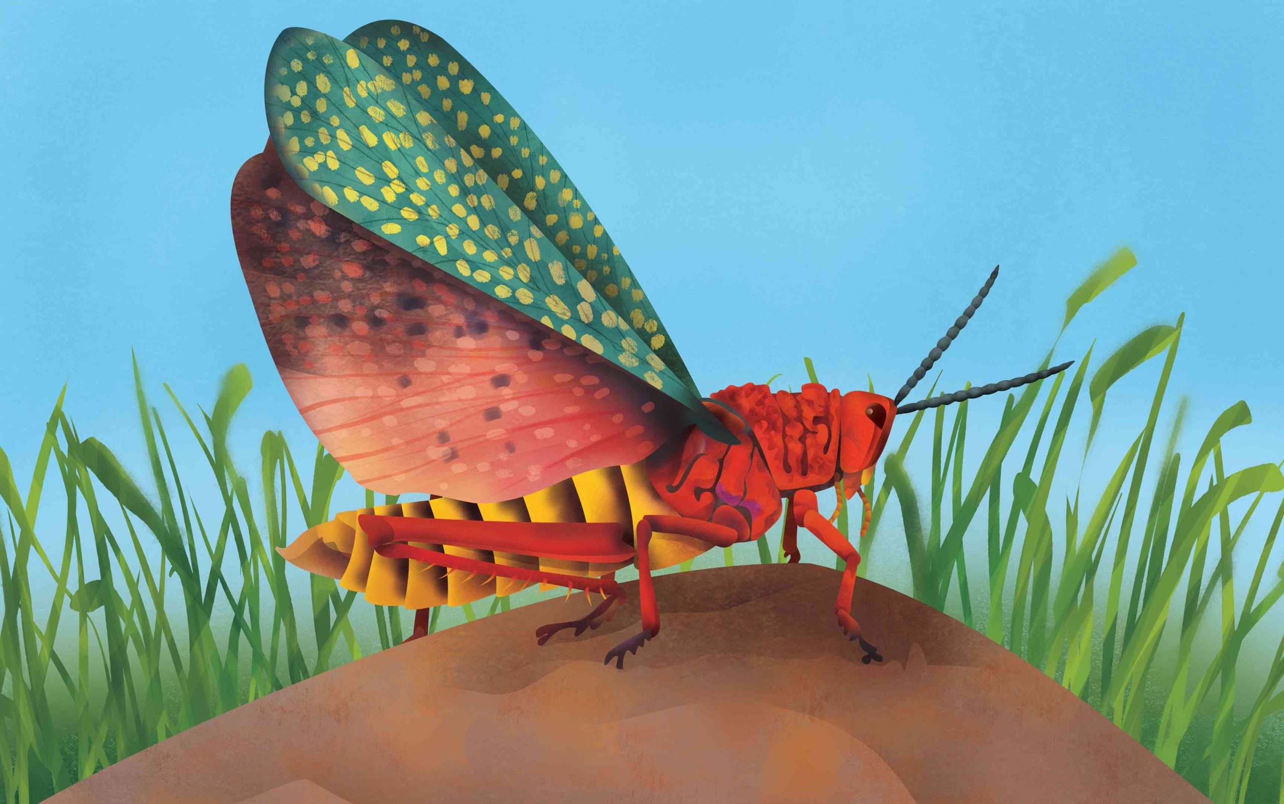 Red Milkweed Locust - Minibeast