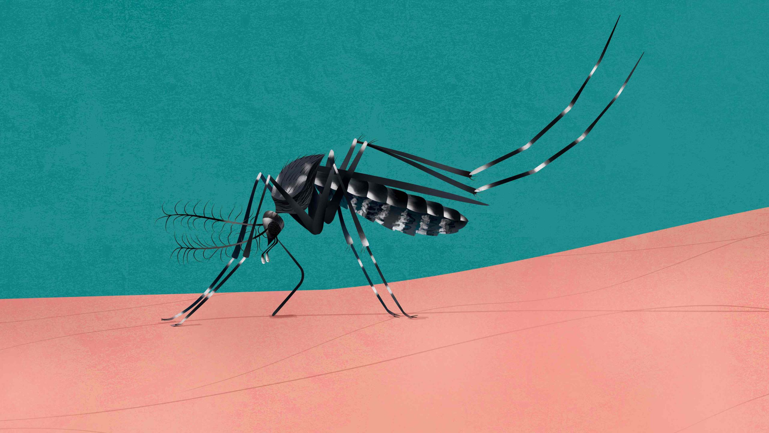 Asian Tiger Mosquito